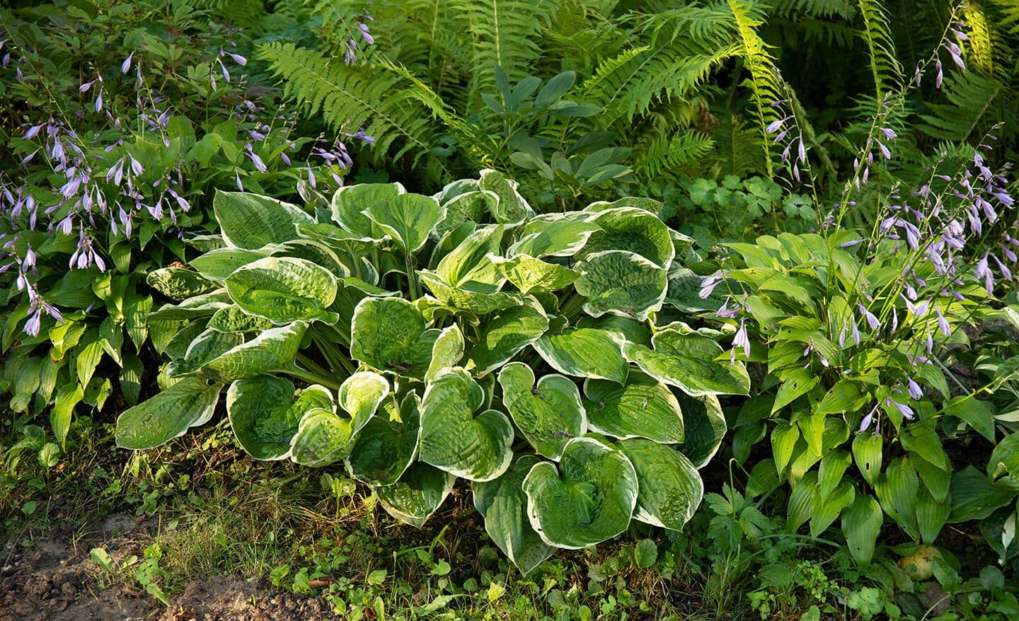 How to Grow Hostas The Home Depot